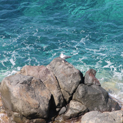 Isola di Capraia